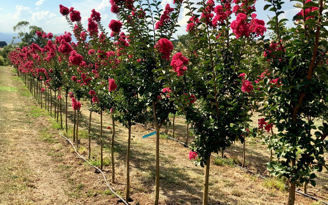 Advantages of growing mature trees in ground