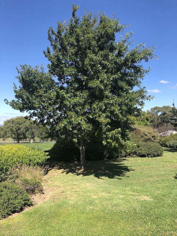 Pin Oak EDF - Quercus palustris - Mature