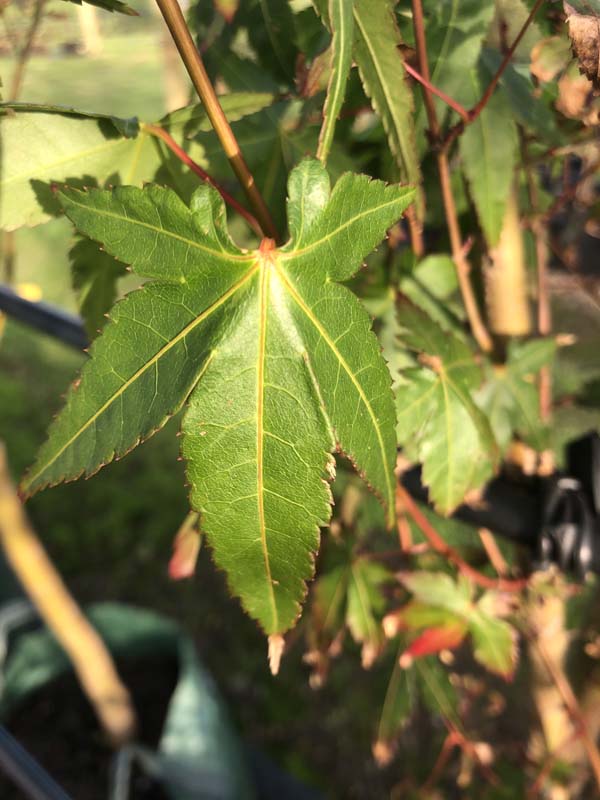 Japanese Maple - Acer palmatum Leaf 1