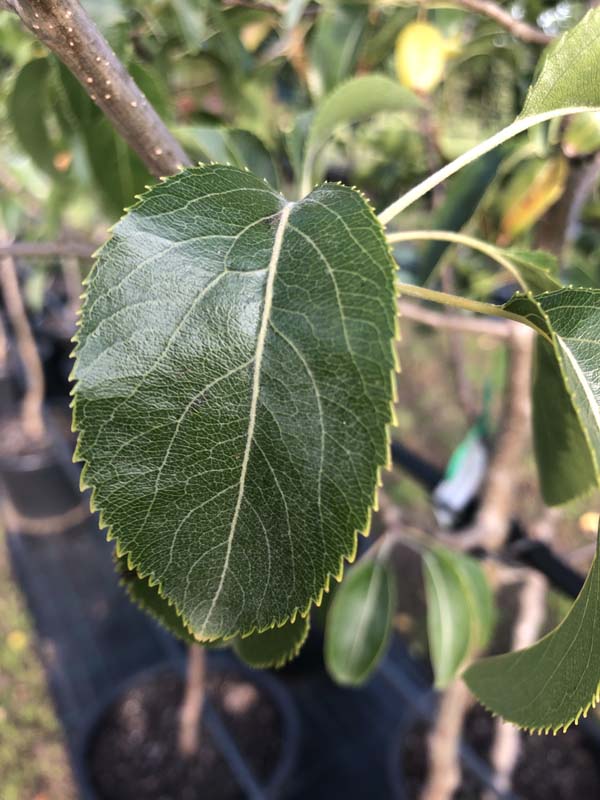 Snow Pear - Pyrus nivalis - Leaf