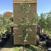 Apple 'Pink Lady' — Urban Tree Growers