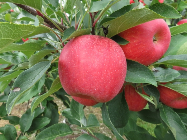 Apple 'Pink Lady' — Urban Tree Growers