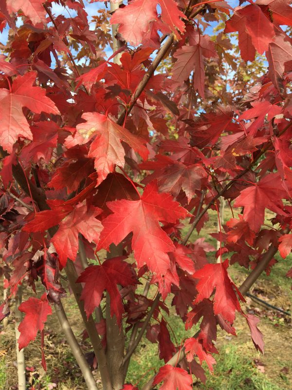 Autumn Blaze Maple - Acer freemanii - Autumn Leaf