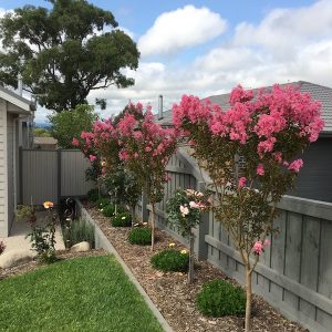 Crepe Myrtle Pink - Lagerstroemia Sioux - In garden