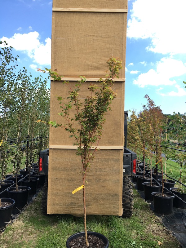 Japanese Maple Acer palmatum Pot