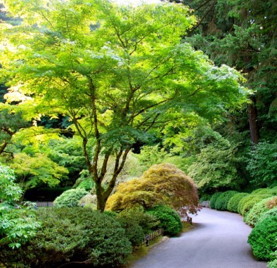 Japanese Maple Mature in Garden