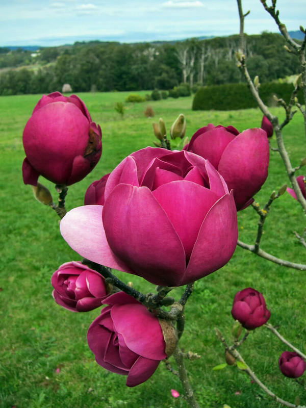 Magnolia Black Tulip - Flower