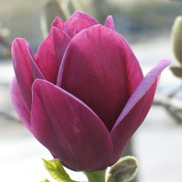 Magnolia - Genie Flower