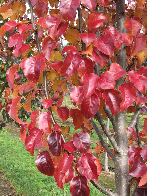 Ornamental Pear Capital - Pyrus calleryana - Autumn Colour
