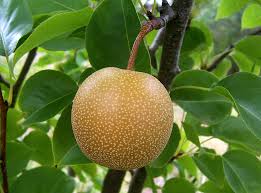 Pear - Nashi Chojuro Pyrus pyrifolia