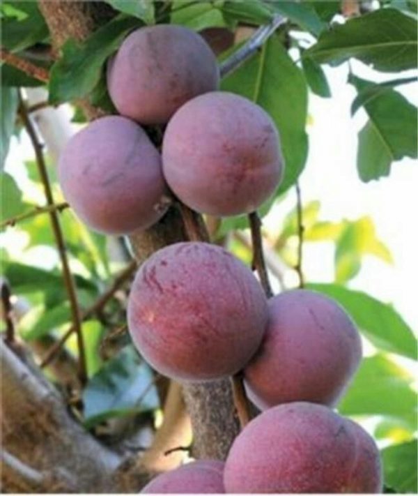 Plum - Mariposa Prunus salicina - Fruit