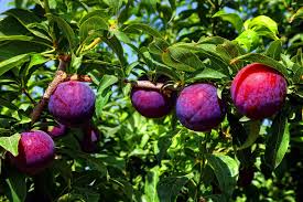 Plum - Santa Rosa Prunus salicina