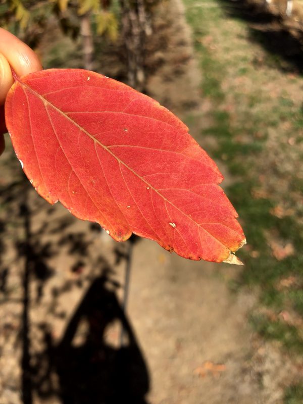 Maple sensation autumn leaf