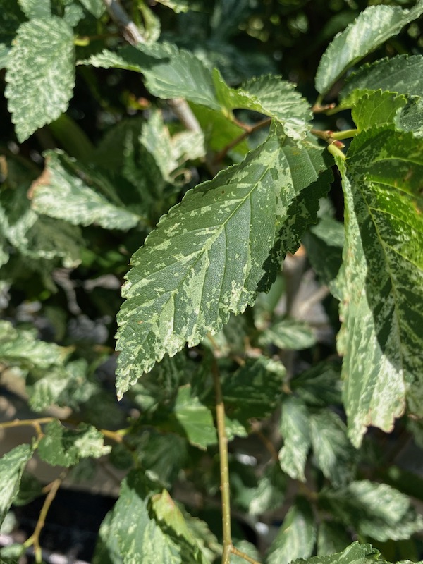 Sliver Elm 'Variegata' Leaf