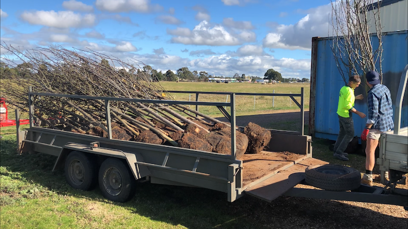 Trailer Tree Delivery