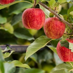 Apple Gala - Malus domestica Gala Fruit