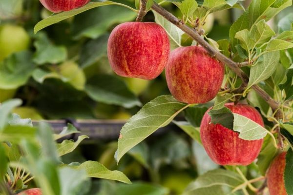 Apple Gala - Malus domestica Gala Fruit