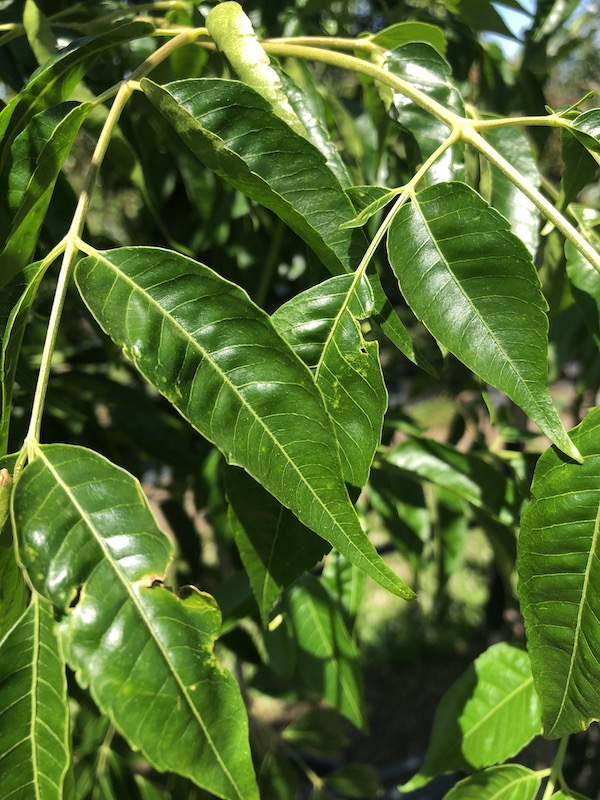 Melia azedarach Caroline - Leaf