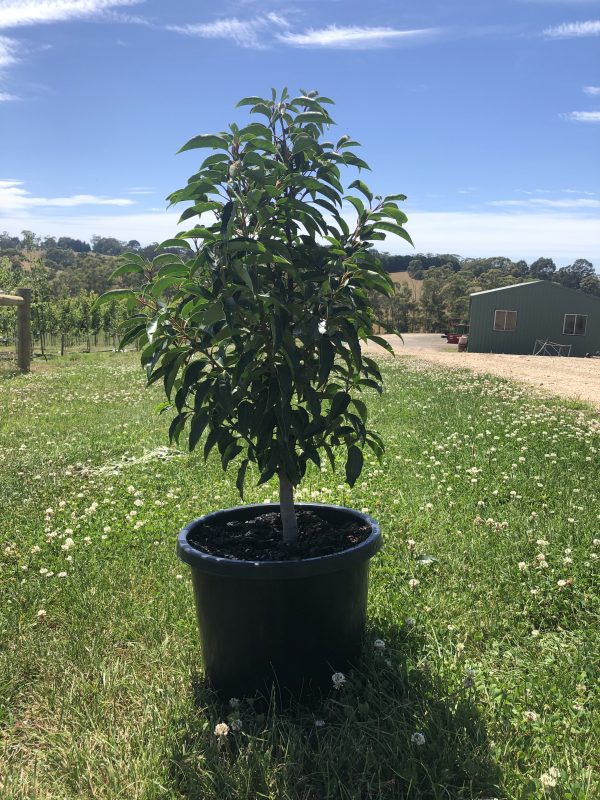 Prunus lusitanica Portuguese Laurel - Pot