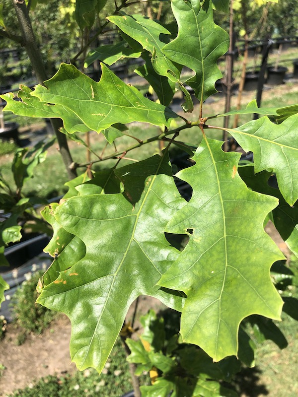 Quercus coccinea Scarlet Oak - Leaf