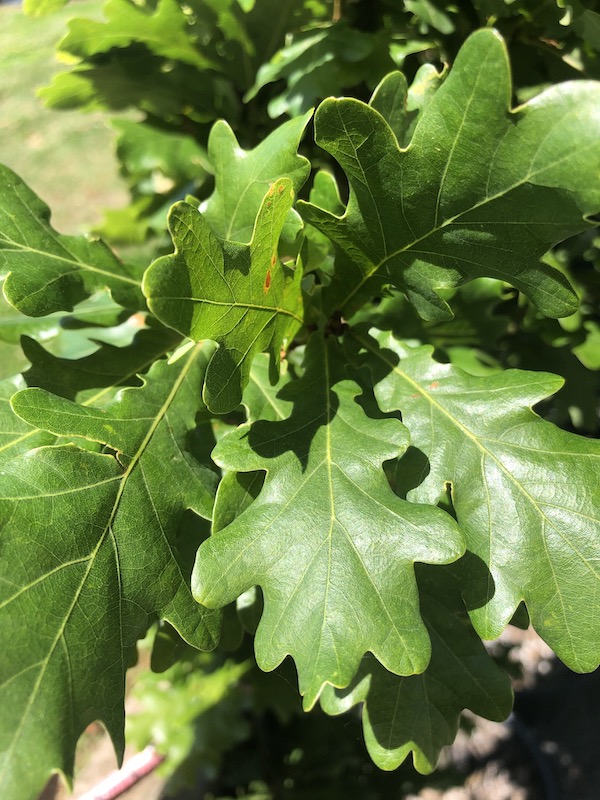 Quercus robur Fastigiata Upright English Oak - Leaf