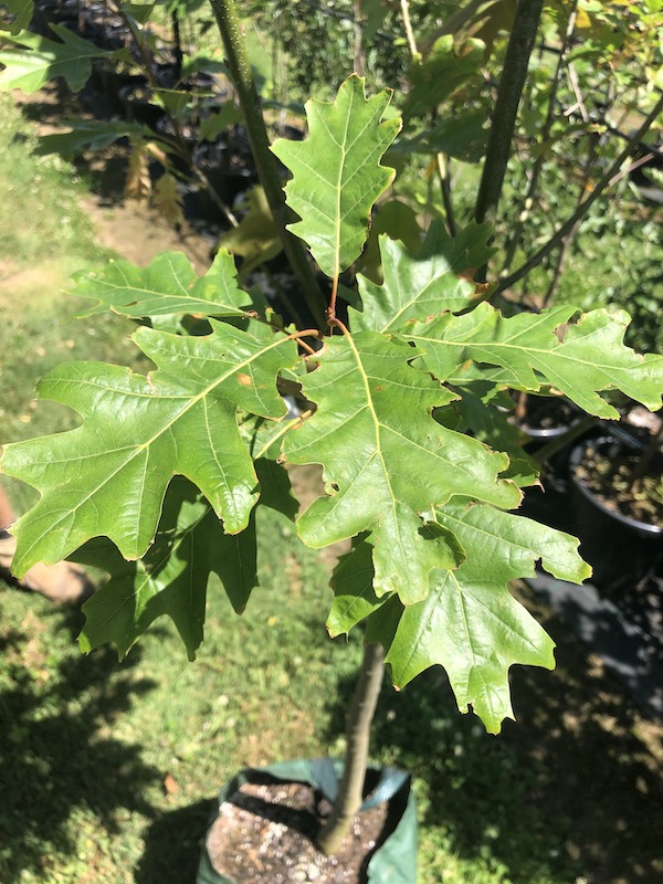 Quercus rubra Red Oak - Leaf