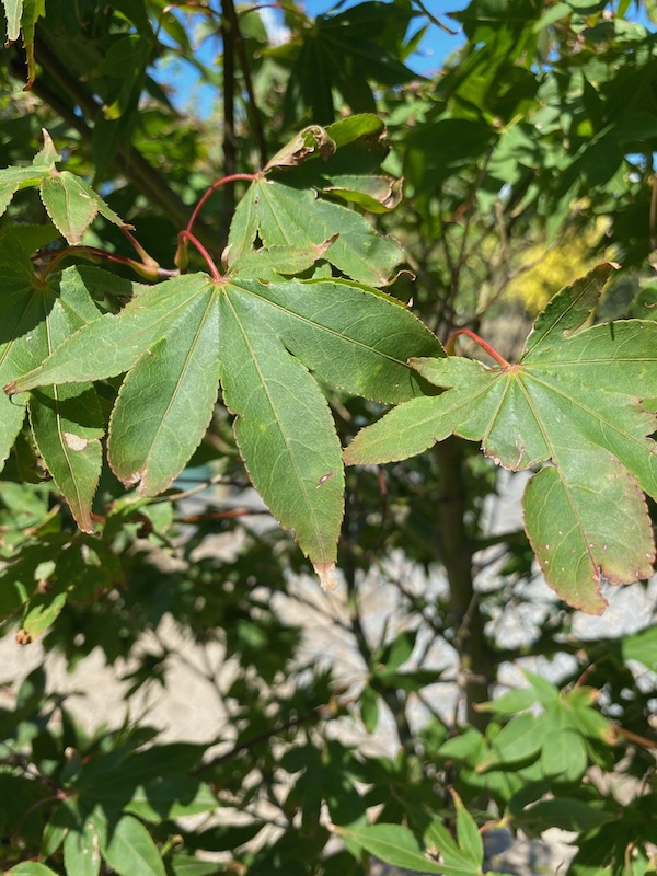 Japanese Maple 'Osakazuki' Leaf