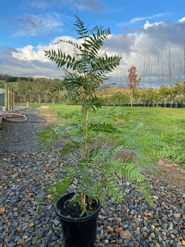 Schinus Peppercorn Tree