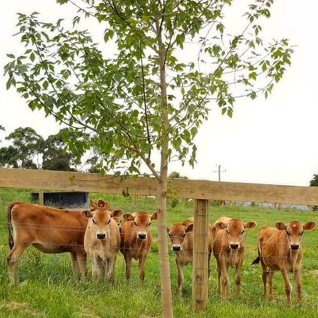 Farm Trees and Cows