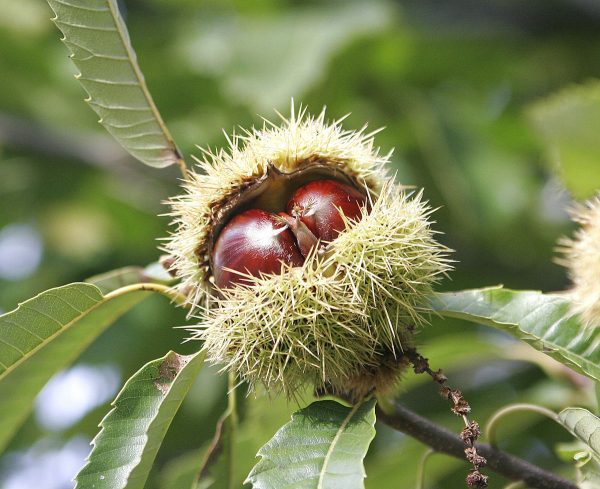 Chestnut Castanea sativa