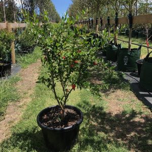Pomegranate - Pot