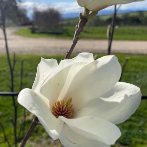 Magnolia denudata - Yulan Flower